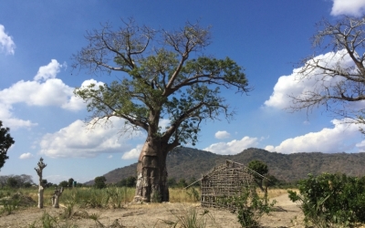 Ngwelero.  A visit to Primary Care in Malawi